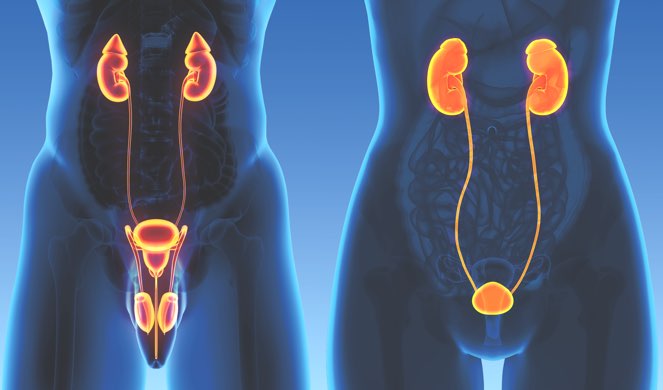 What is Urology
