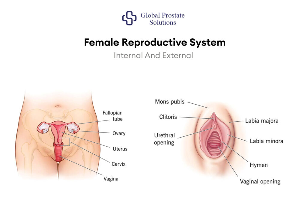 Female Reproductive System