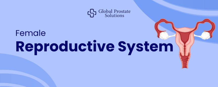 Female Reproductive System