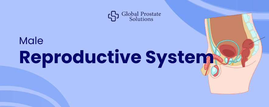 Male Reproductive System