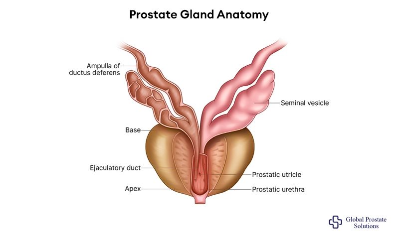 What Prostate Gland Does