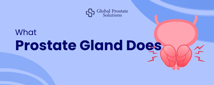 What Prostate Gland Does