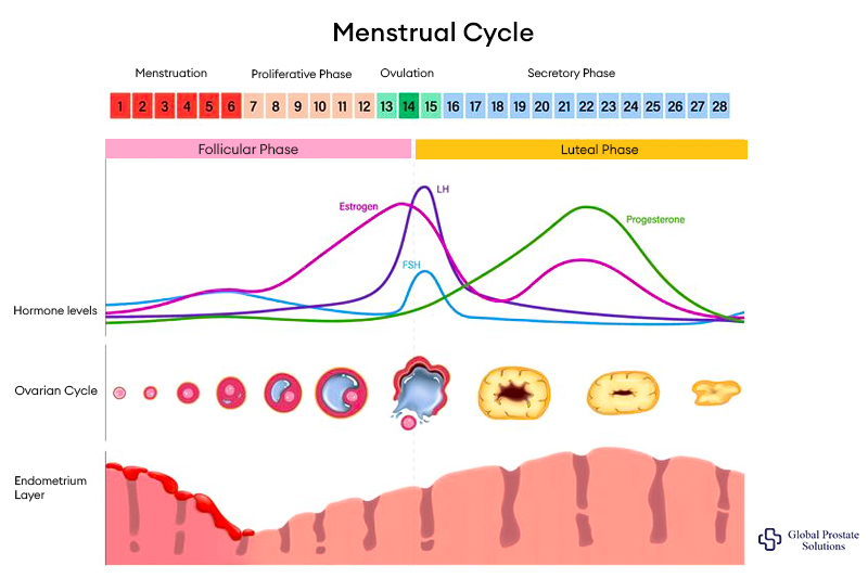 What happens during the menstrual cycle