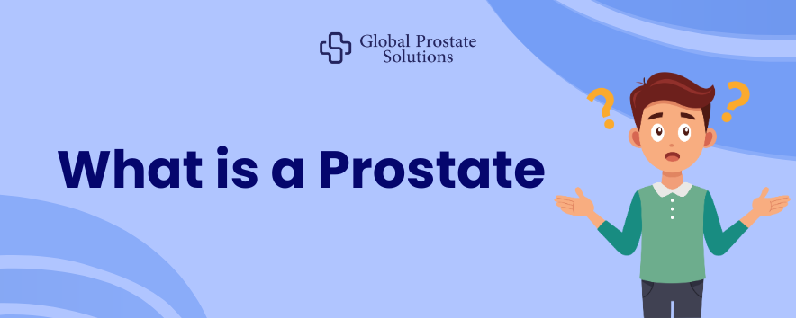 What is a Prostate
