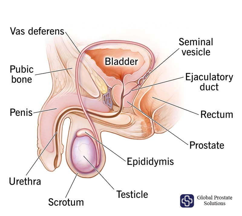 What is the Male Reproductive System