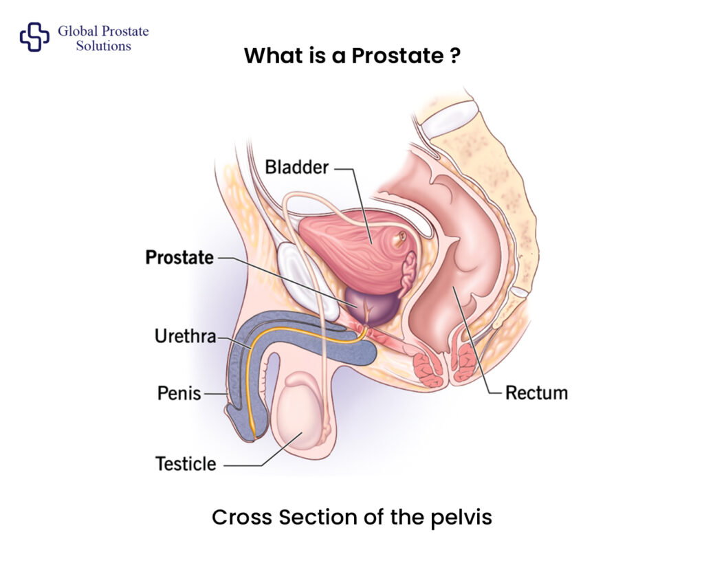 What is a Prostate