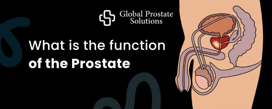 What is the function of the Prostate